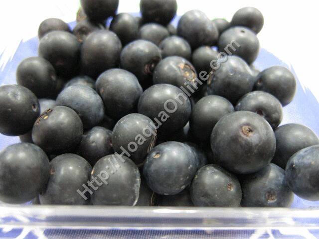 Blueberry (Trái Việt Quất - Sim Úc)